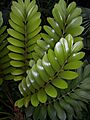 Zamia pumila 001