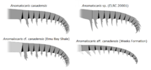 Archivo:20191221 Radiodonta frontal appendage Anomalocaris