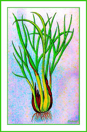 Archivo:Allium ascalonicum Ypey29