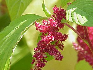 Archivo:Amaranthus tricolor0