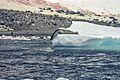 Antarctic, Leopard Seal (js) 33