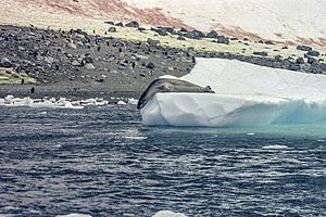 Archivo:Antarctic, Leopard Seal (js) 33