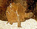 Antennarius commersoni by NPS