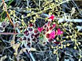 Anthyllis vulneraria ssp pseudoarundana FlowersCloseup