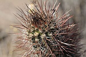Archivo:Austrocactus bertinii12