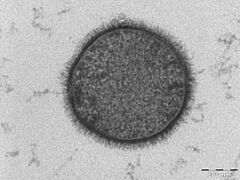 Archivo:Bacillus subtilis