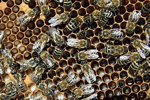 Archivo:Bienen mit Brut 2