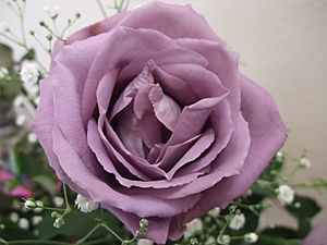 "Rosa azul" genéticamente modificada, presentada por Suntory Flowers en el 2009, en Japón.