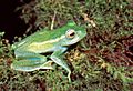 Boophis luteus septentrionalis01