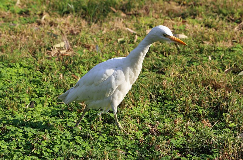 Bubulcus ibis R02