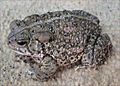 Bufo woodhousii