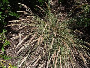 Archivo:Calamagrostisfoliosa3
