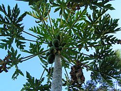 Archivo:Carica papaya frutos y follaje