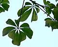 Ceiba pentandra feuille