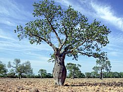 Ceiba tree, Paraguayan Chaco.jpg