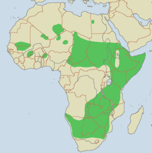 Distribución en África (basada en los datos del Zoológico de San Diego)