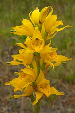 Chloraea cristata - Flickr 003.jpg