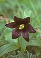 Chocolate lily flower