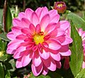 DahliaDahlstarSunsetPink