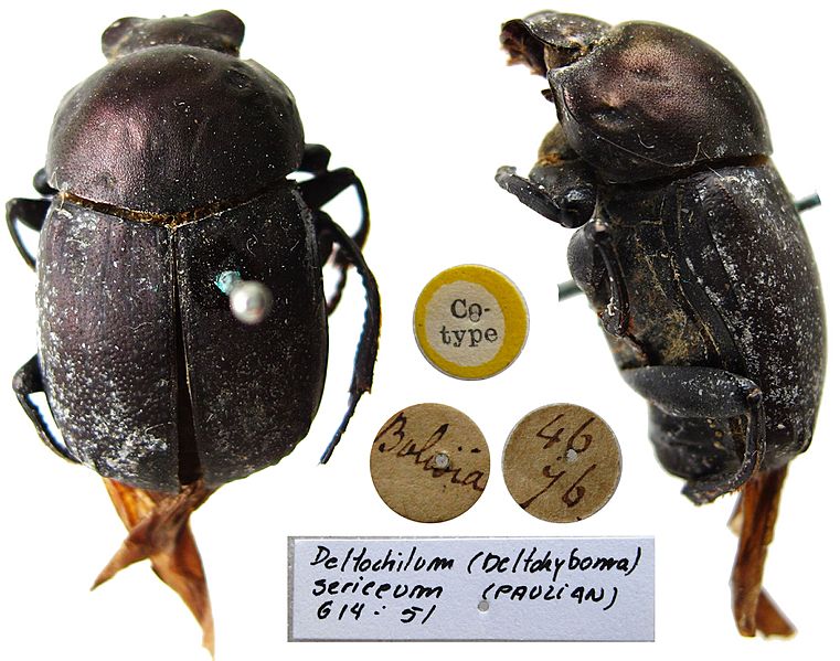 Deltochilum sericeum Paulian 1938, cotype (13062466955)