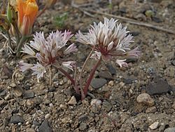 Desert onion, Allium atrorubens (15672209935).jpg