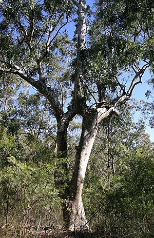 Archivo:Dorrigo Gum 1