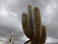 Echinopsis atacamensis, Cactaceae, cardón en la plaza de Cariquima, Región de Tarapacá, Chile