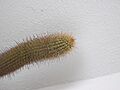 Echinopsis spachiana .part
