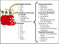 Esquema degranulacion celula cebada