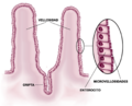 Esquema del epitelio del intestino delgado
