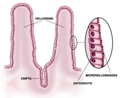 Archivo:Esquema del epitelio del intestino delgado