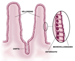 Archivo:Esquema del epitelio del intestino delgado