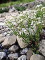 Galium anisophyllum Vill. (7582452232)
