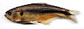 Hemibrycon boquiae (16771169136)