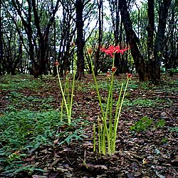 Archivo:Higanbana hidden among the ragweed and goldenrod