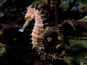 Archivo:Hippocampus histrix (Beige thorny seahose)