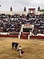 JAdameBullfightning