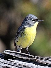 Archivo:Kirtland's Warbler - male