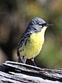 Kirtland's Warbler - male