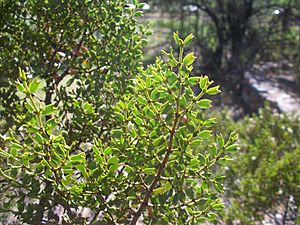 Archivo:Larrea cuneifolia 2