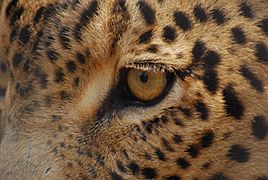 Leopard face