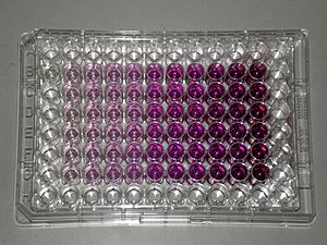 Archivo:MTT Plate