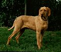 Magyar Vizsla Drahthaar auch drahthaariger Ungarischer Vorstéhund genannt