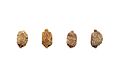 Momordica-charantia-seeds