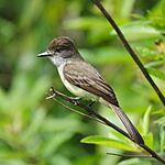 Archivo:Myiarchus ferox-Short-crested Flycatcher