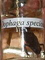 Oophaga speciosa