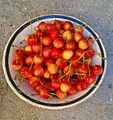 PLATO DE CEREZAS