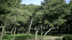 Archivo:Parque de los pinos