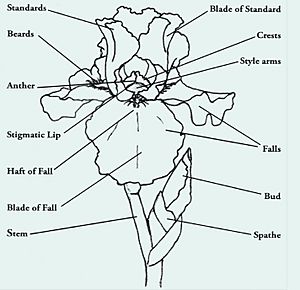 Archivo:Parts of an iris flower