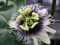 Passiflora edulis forma flavicarpa